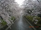 sakura