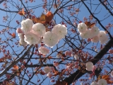 八重桜